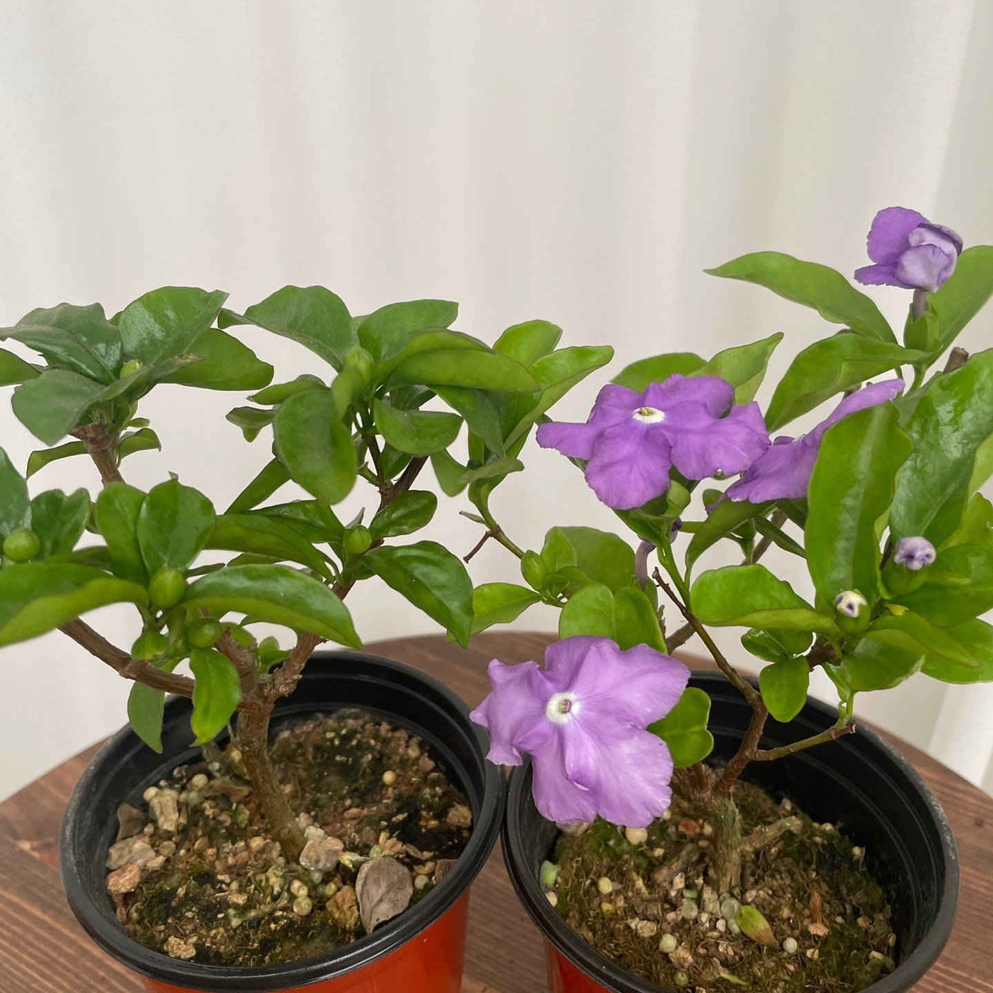 야영화 브룬펠시아 자스민 1+1 온정원 공기정화식물, 2개, 그린 상세 이미지 2